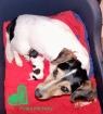 Super knuddeliger kerngesunder und putzmunterer aufgeweckter Jack Russell Welpe